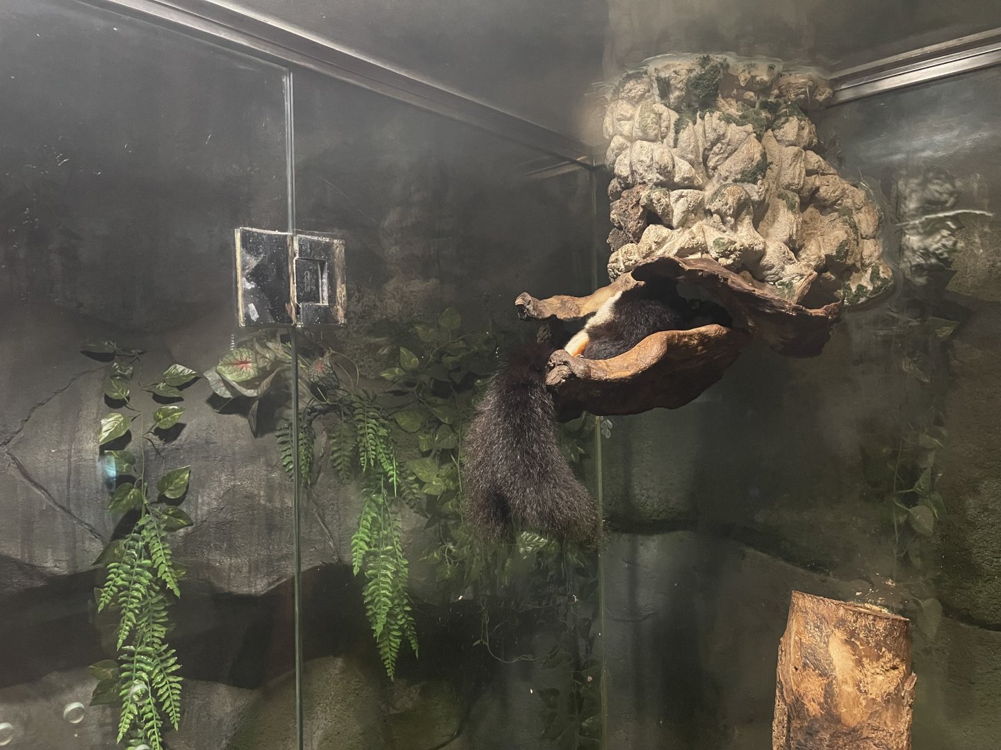 prevost’s squirrel (callosciurus prevostii)