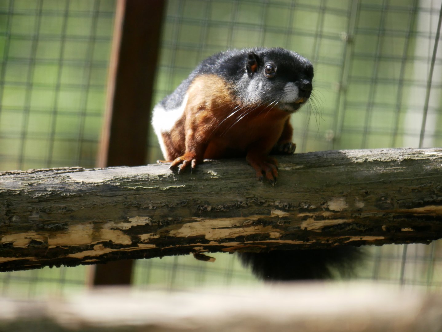 Prevost's squirrel (Callosciurus prevostii)