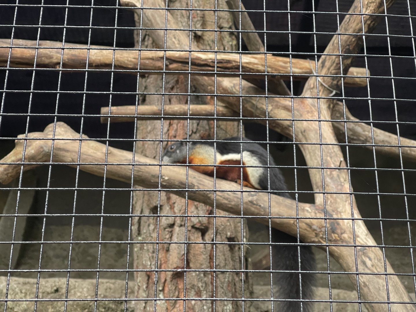 prevost’s squirrel (callosciurus prevostii)