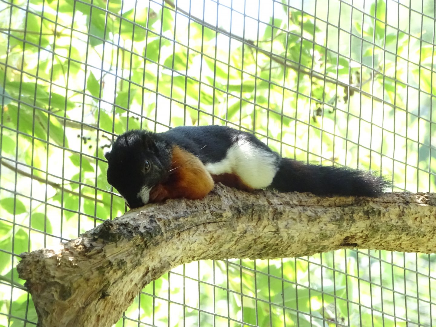 Prevost's squirrel (Callosciurus prevostii)