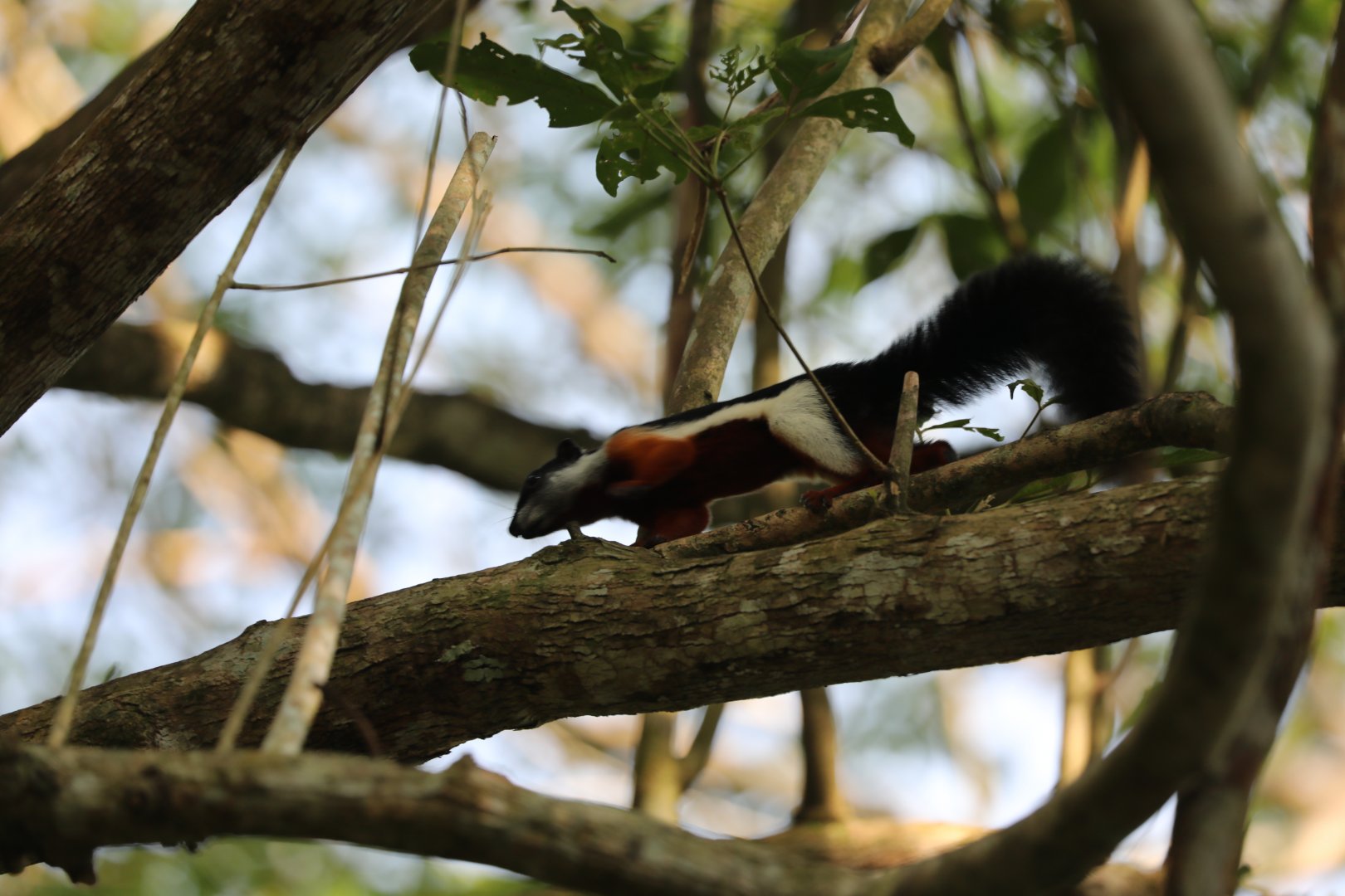 Prevost's squirrel (Callosciurus prevostii)