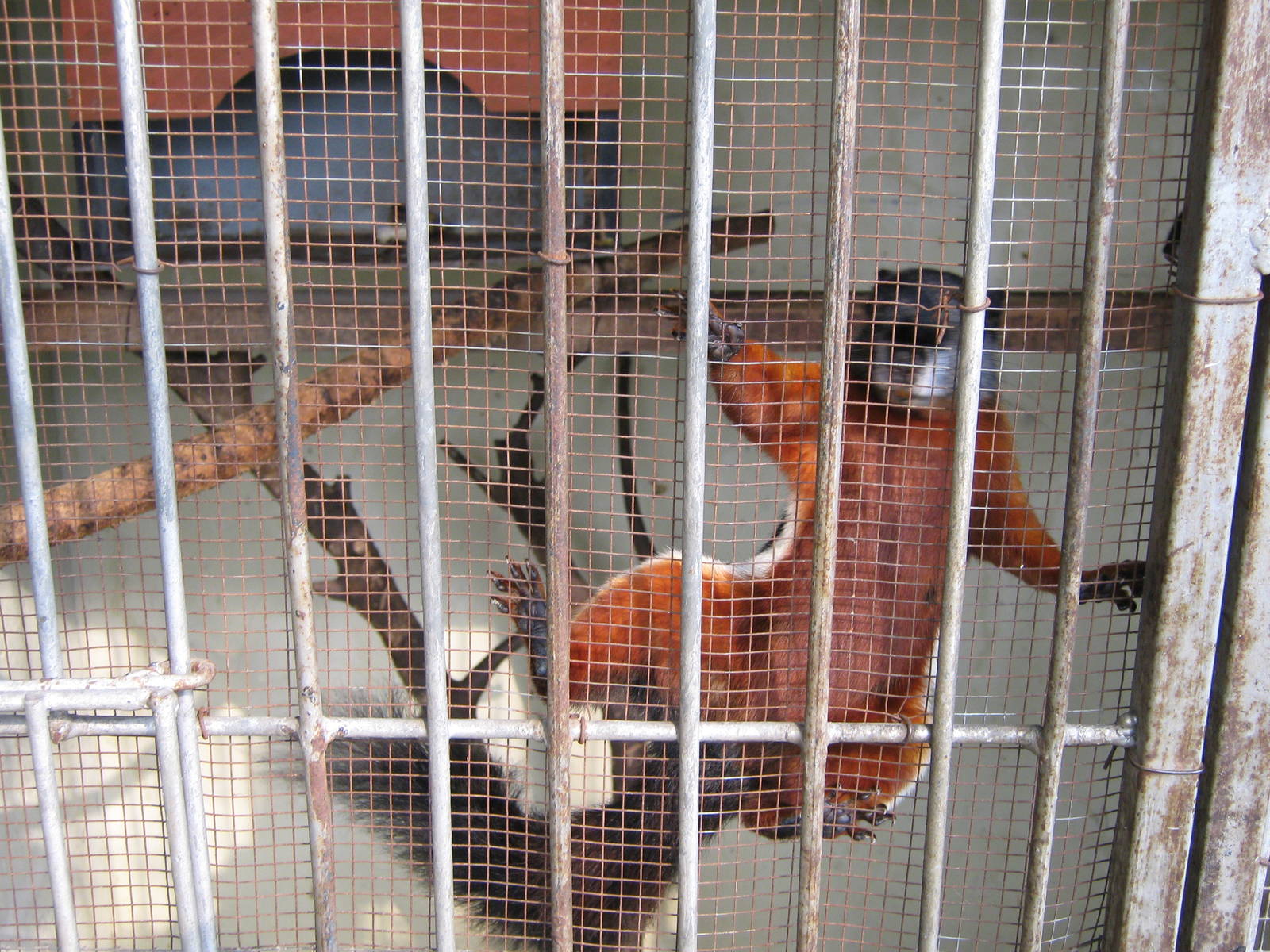 Prevosts squirrel (Callosciurus prevostii)