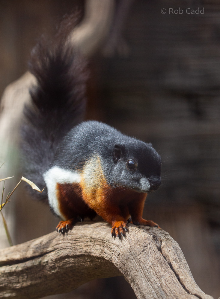 Prevost's squirrel : Cotswold WP : 14 Jun 2019