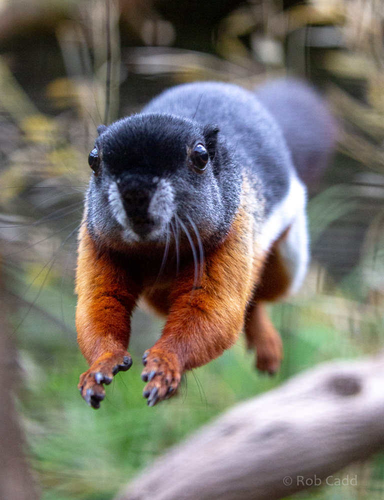 Prevost's squirrel : Cotswold WP : 14 Jun 2019