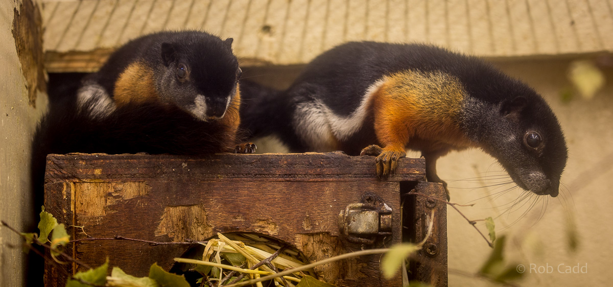 Prevosts squirrel : Cotswold WP : 18 Dec 2015