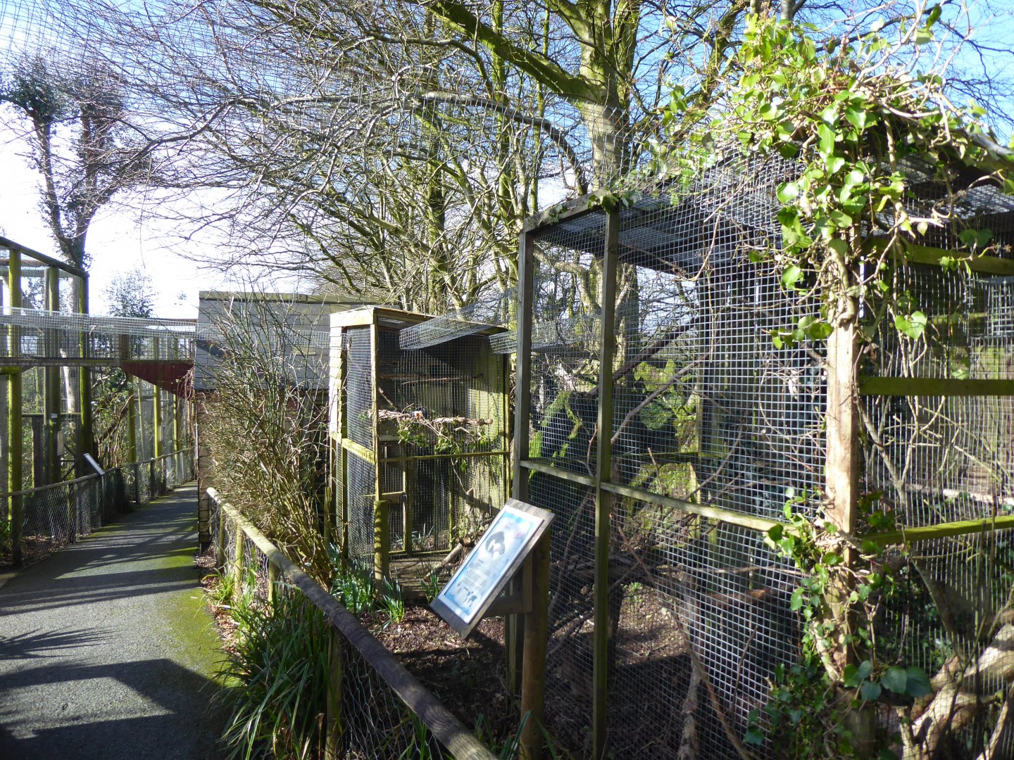 Prevost's squirrel enclosure 040319