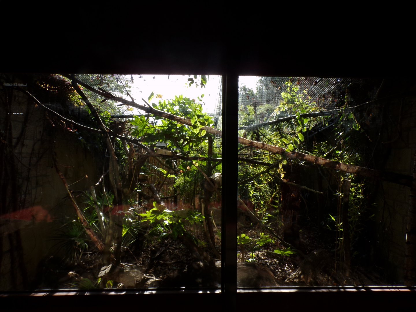 Prevost’s squirrel enclosure 16.9.24