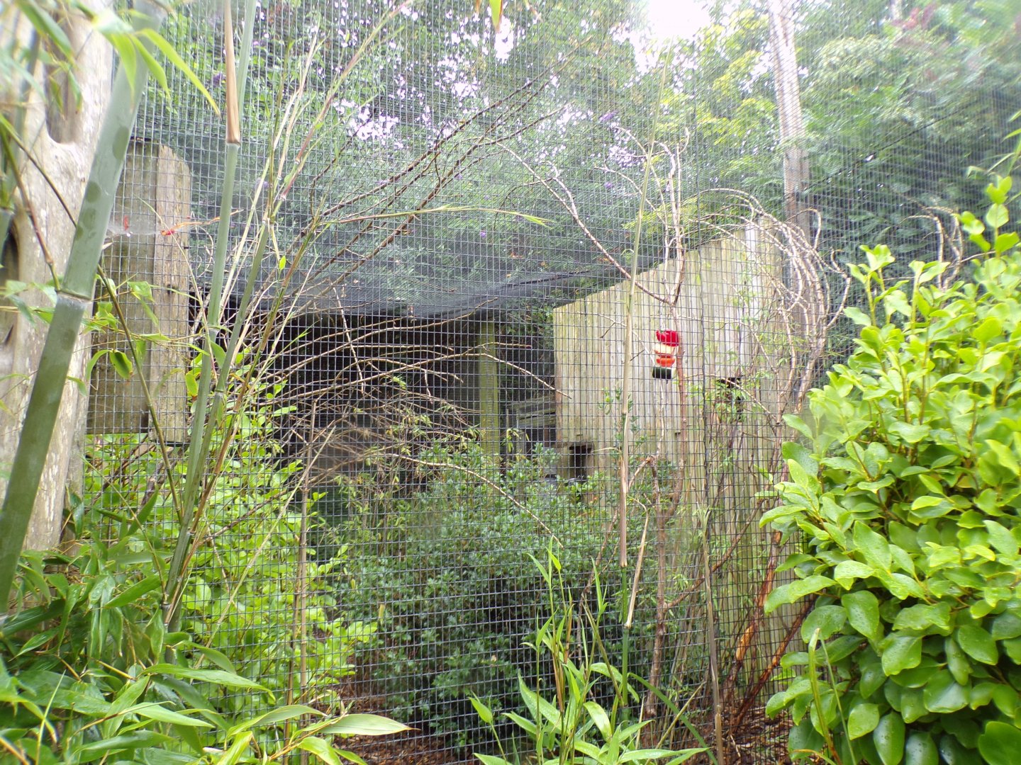 Prevost’s squirrel enclosure 29.6.24