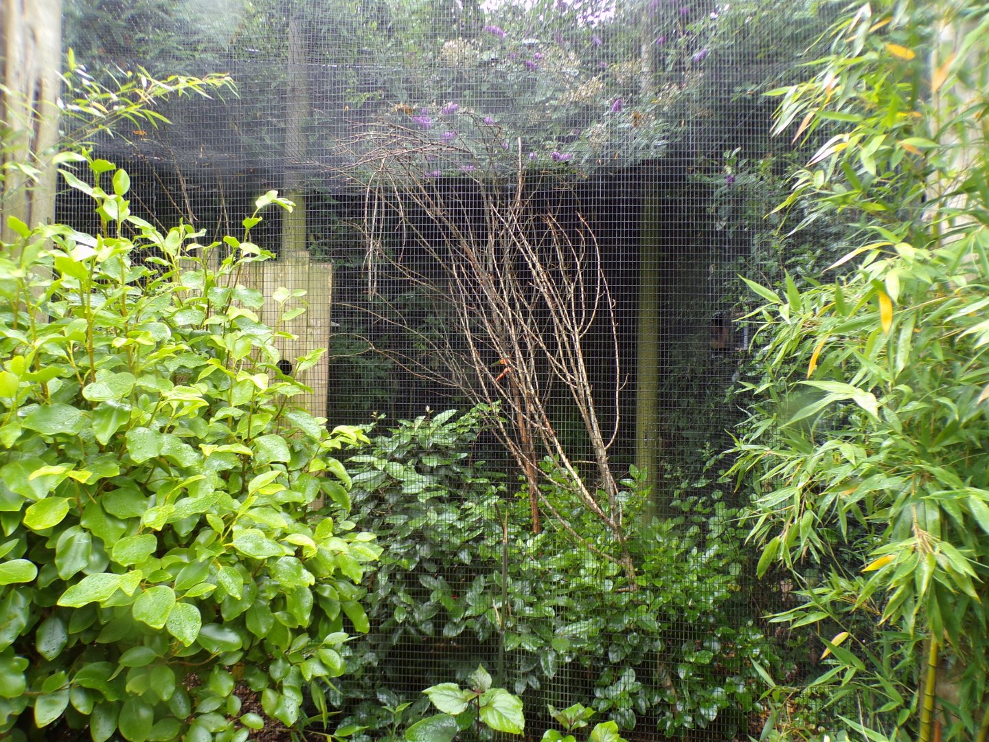 Prevost’s squirrel enclosure 29.6.24
