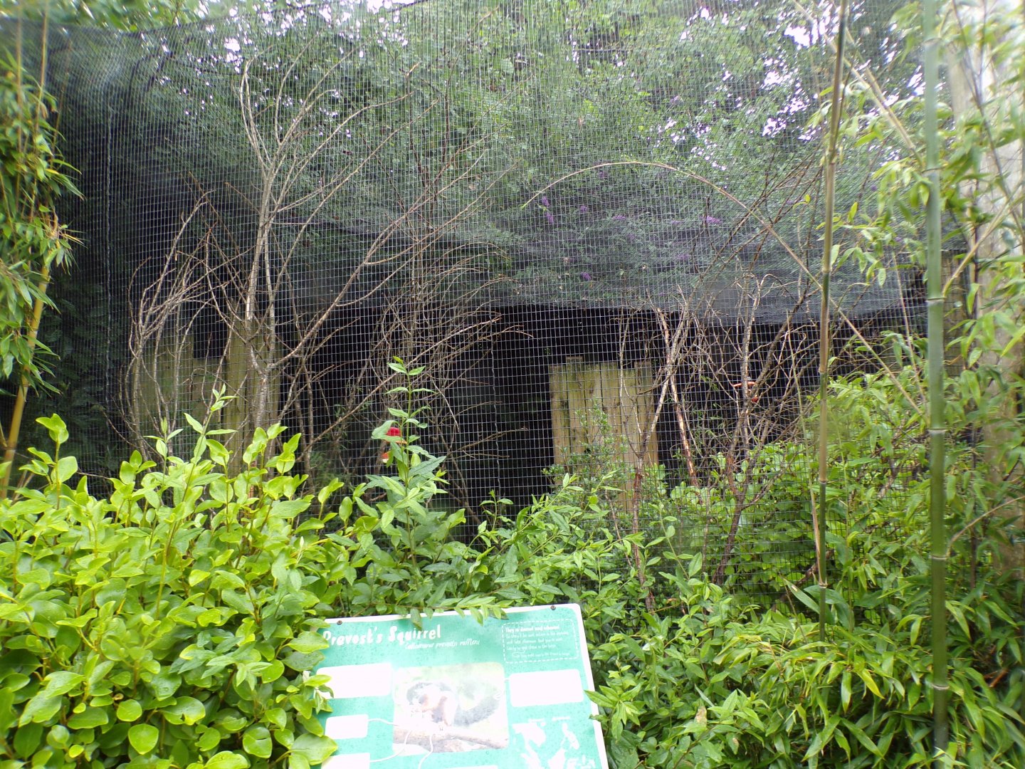 Prevost’s squirrel enclosure 29.6.24