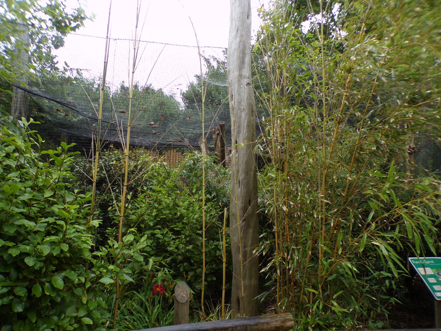 Prevost’s squirrel enclosure 29.6.24