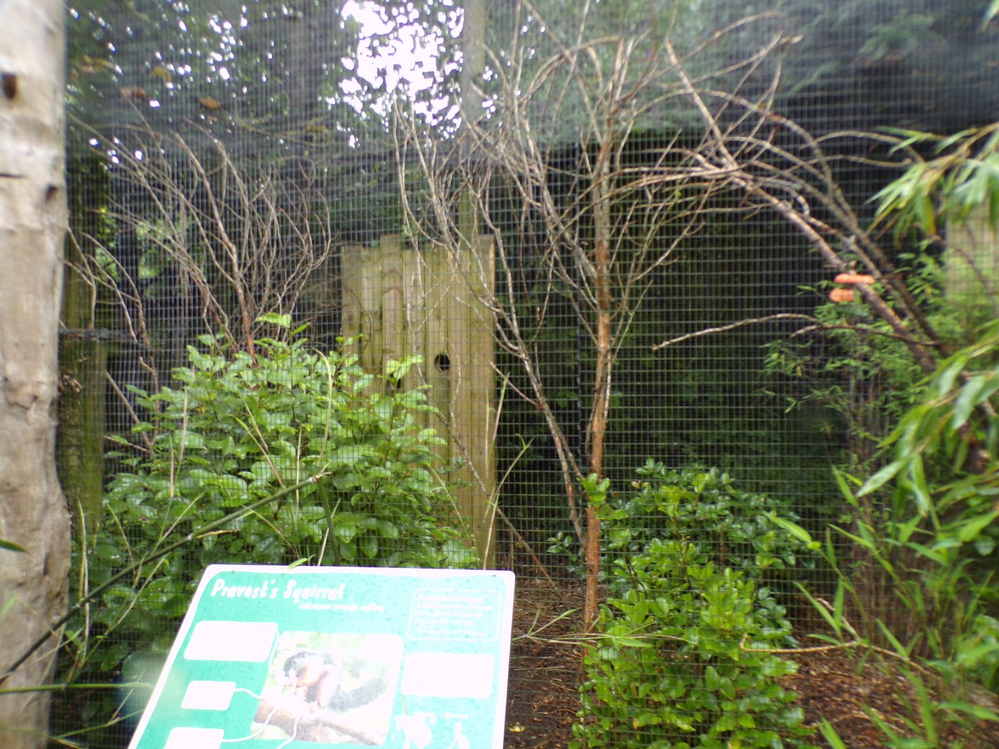 Prevost’s squirrel enclosure 29.6.24