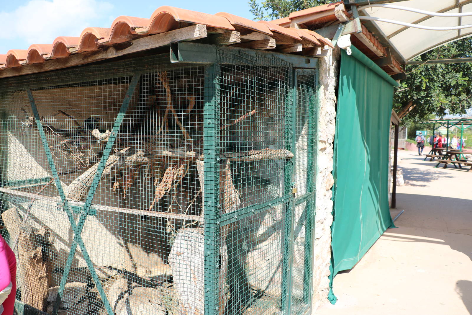 Prevost's squirrel enclosure, February 2016