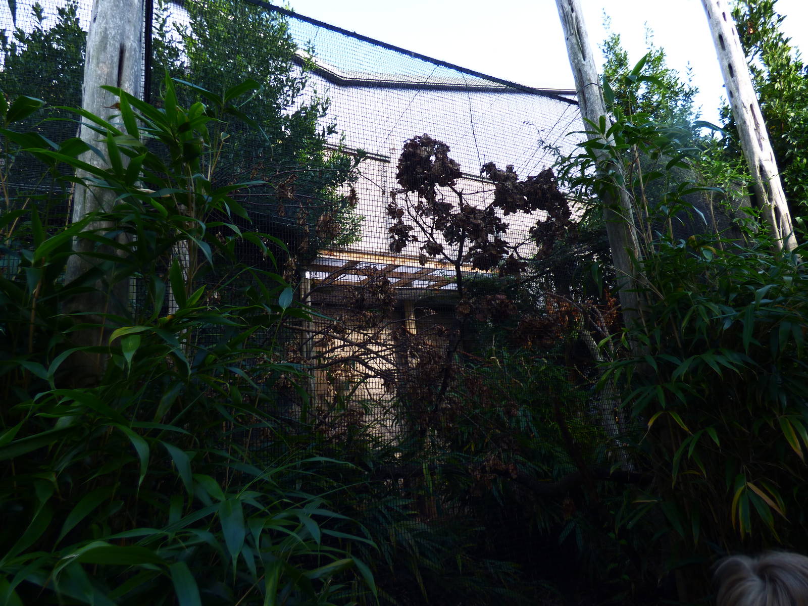 Prevost's Squirrel Enclosure