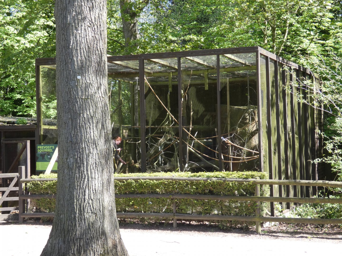 Prevost's squirrel enclosure
