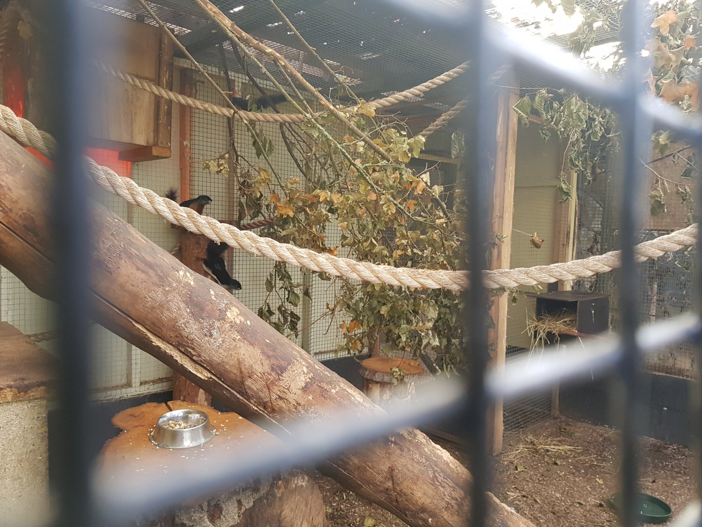 Prevost's Squirrel Enclosure