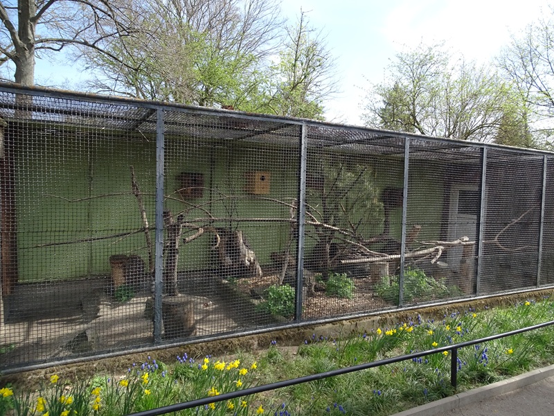 Prevost's squirrel enclosure