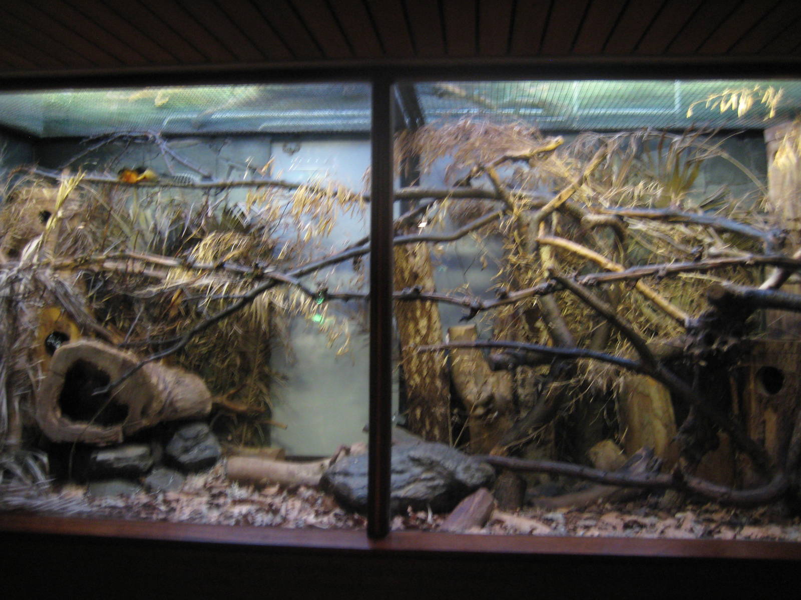 Prevost's squirrel enclosure