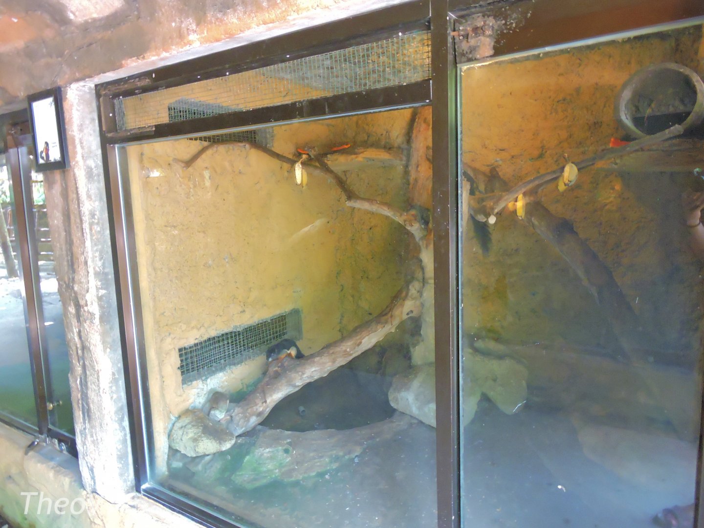 Prevost's squirrel exhibit [2016]