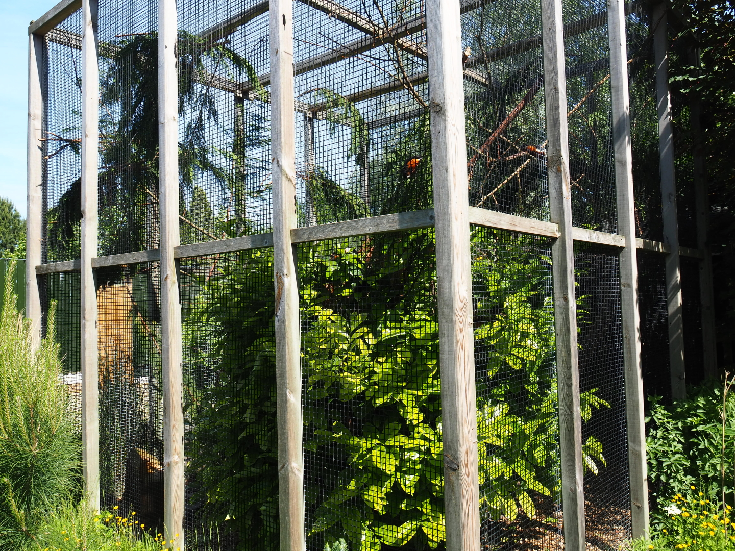 Prevost's squirrel exhibit, 2019-06-01