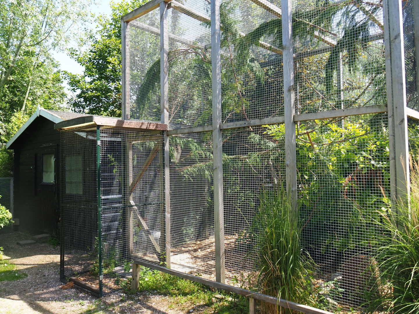 Prevost's squirrel exhibit, 2019-06-01