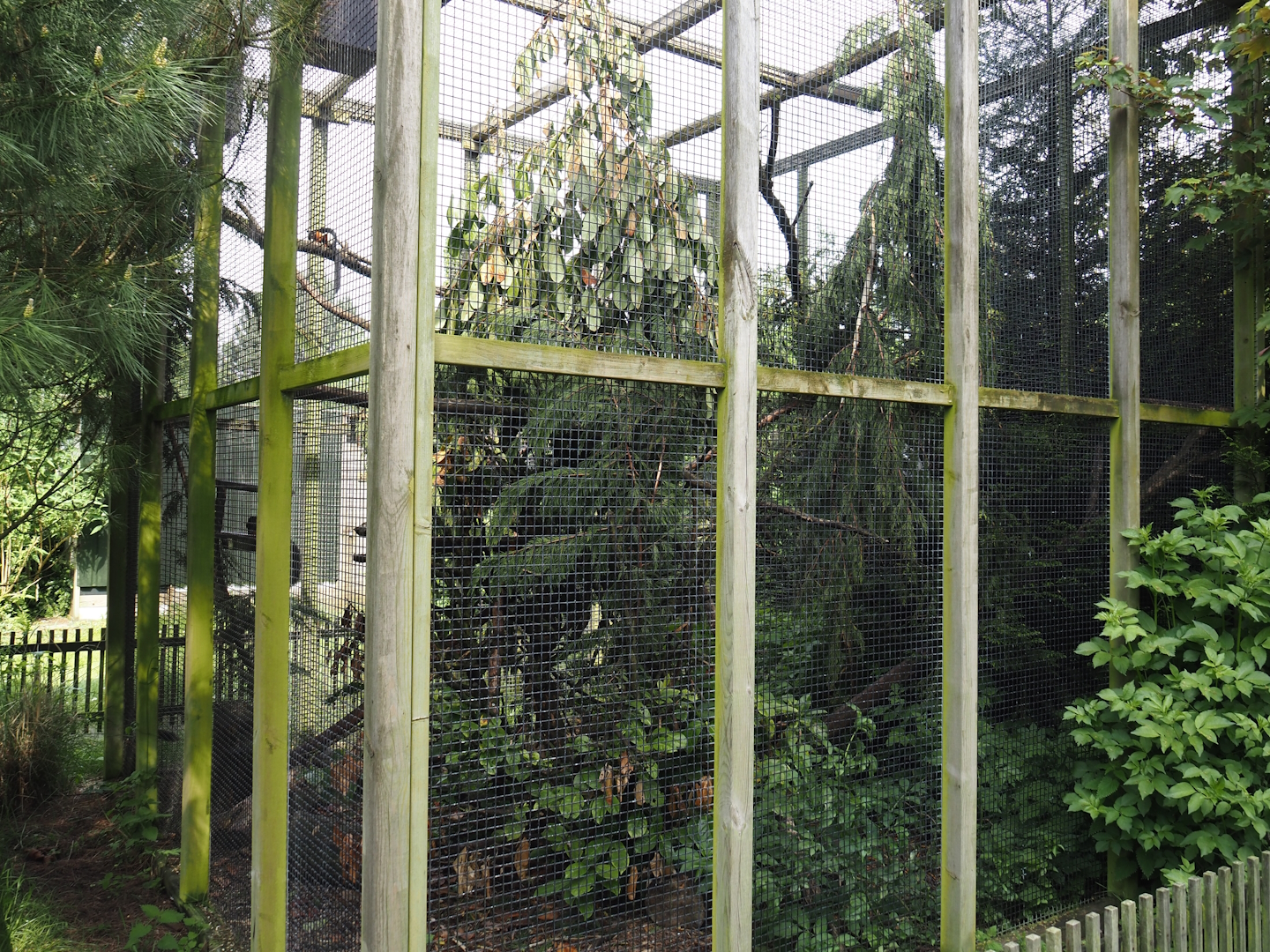 Prevost's squirrel exhibit, 2024-05-11