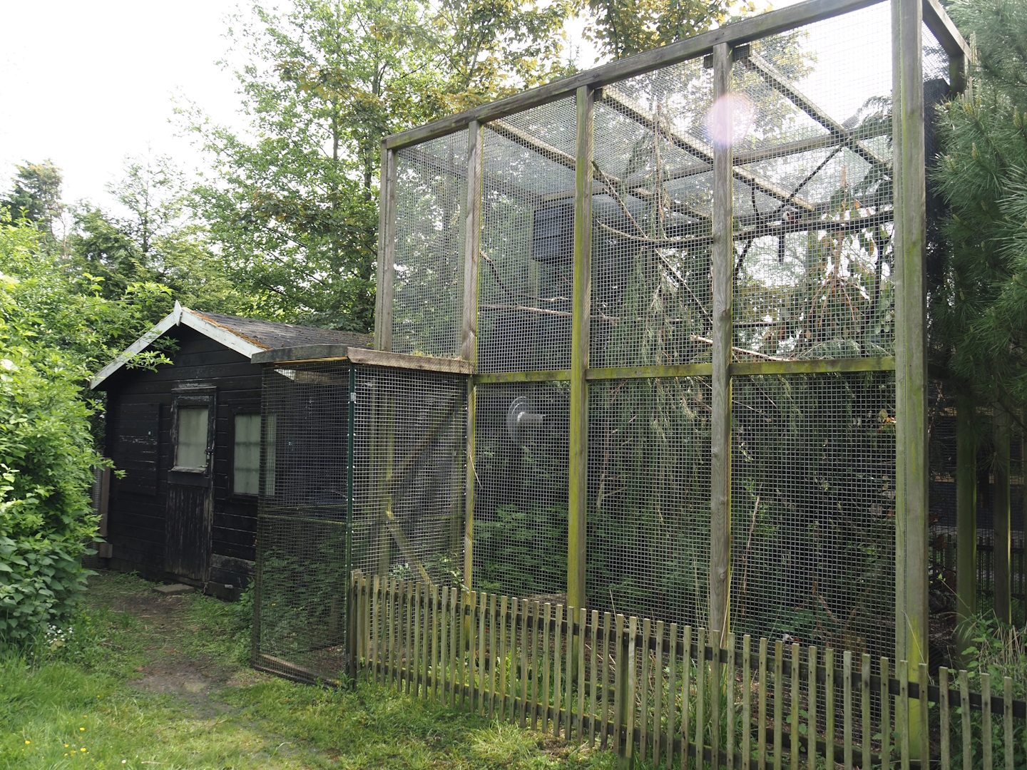 Prevost's squirrel exhibit, 2024-05-11