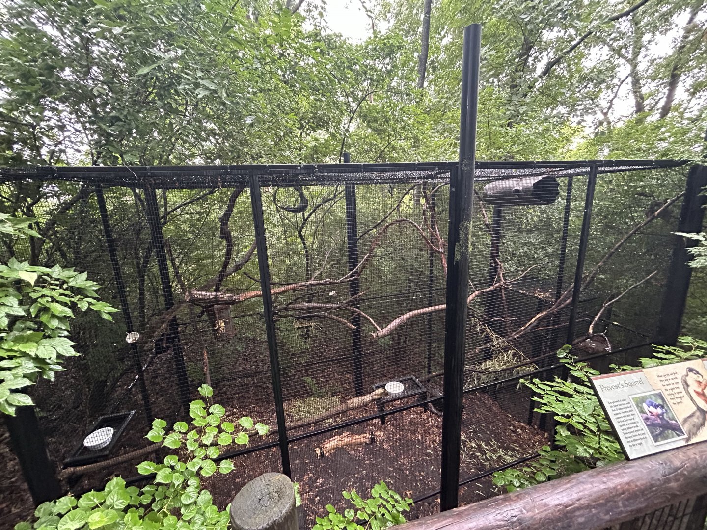 Prevost’s Squirrel Exhibit - Asian Trek