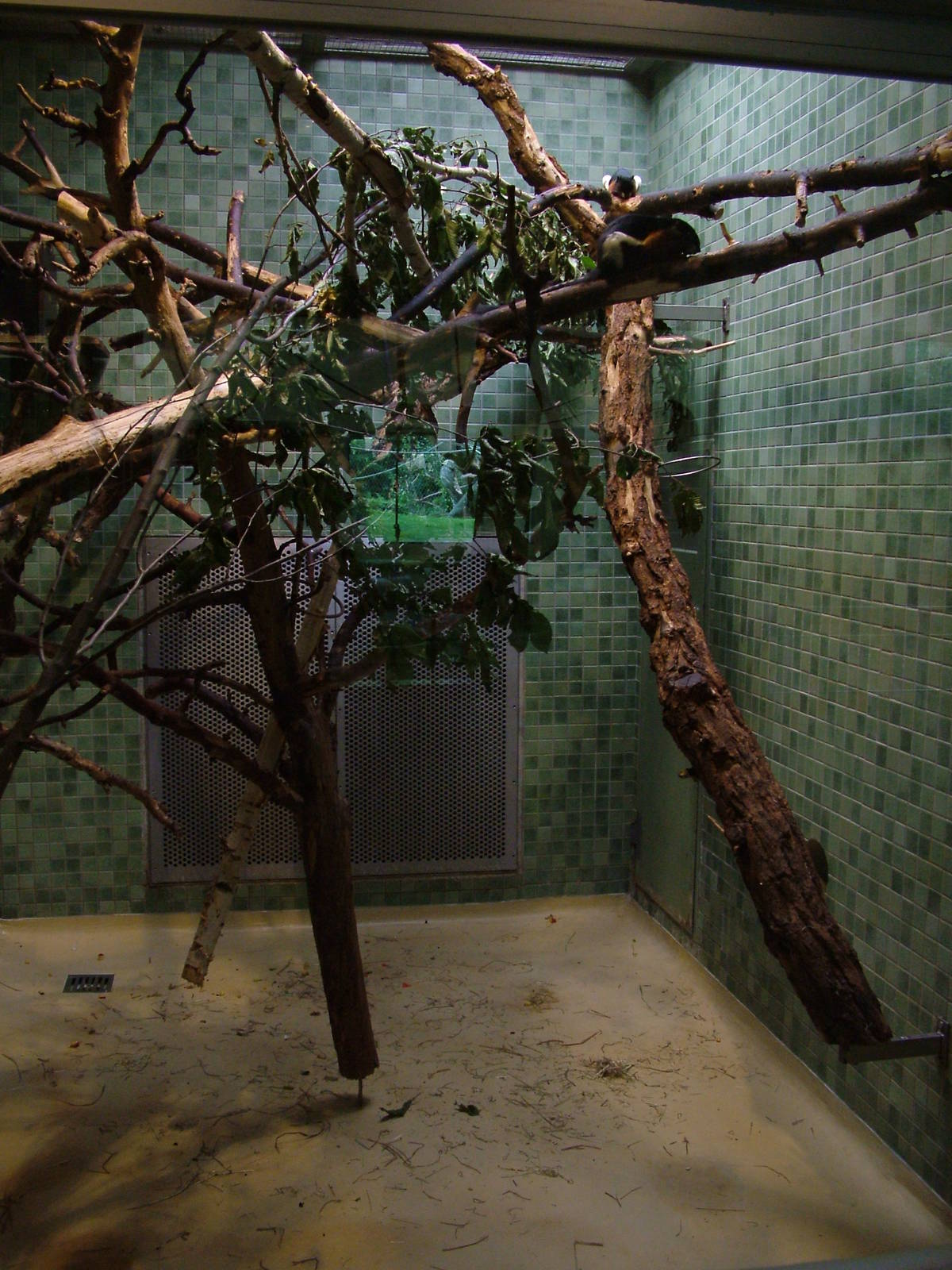 Prevost's Squirrel Exhibit at Berlin Zoo, 31/08/11