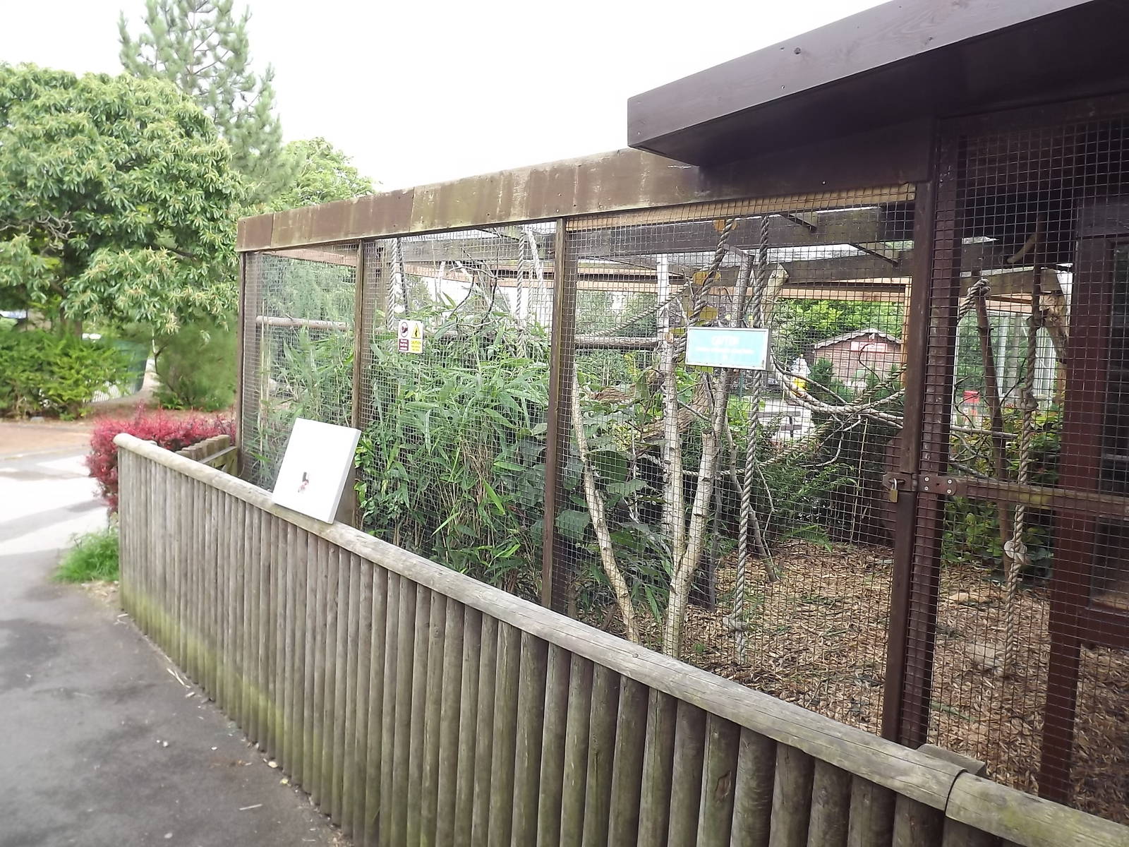 Prevost's Squirrel exhibit at Blackpool Zoo 03/08/12