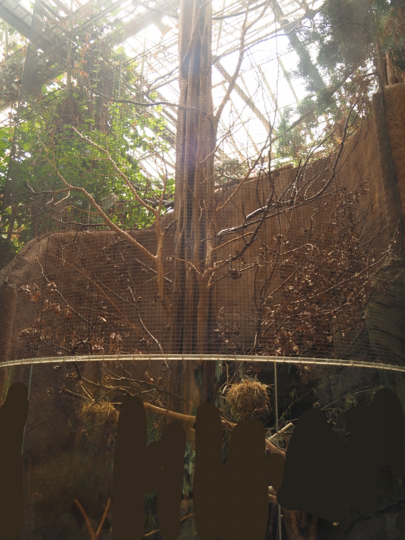 Prevost's squirrel exhibit in Taman Indah (Asian elephant, Indian rhinoceros and Malayan tapir house), 2024-06-30