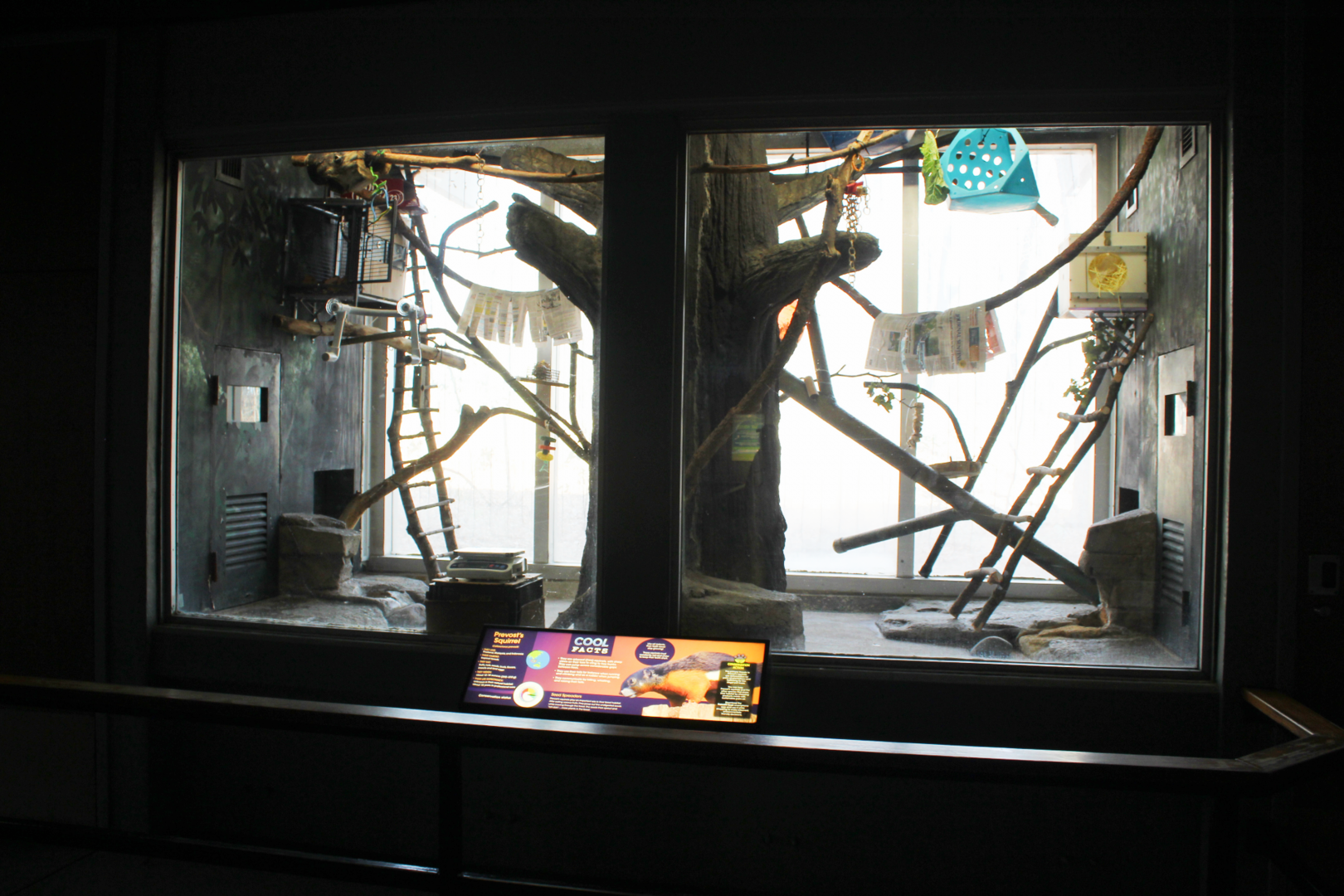 Prevost's Squirrel Exhibit - Small Mammal House