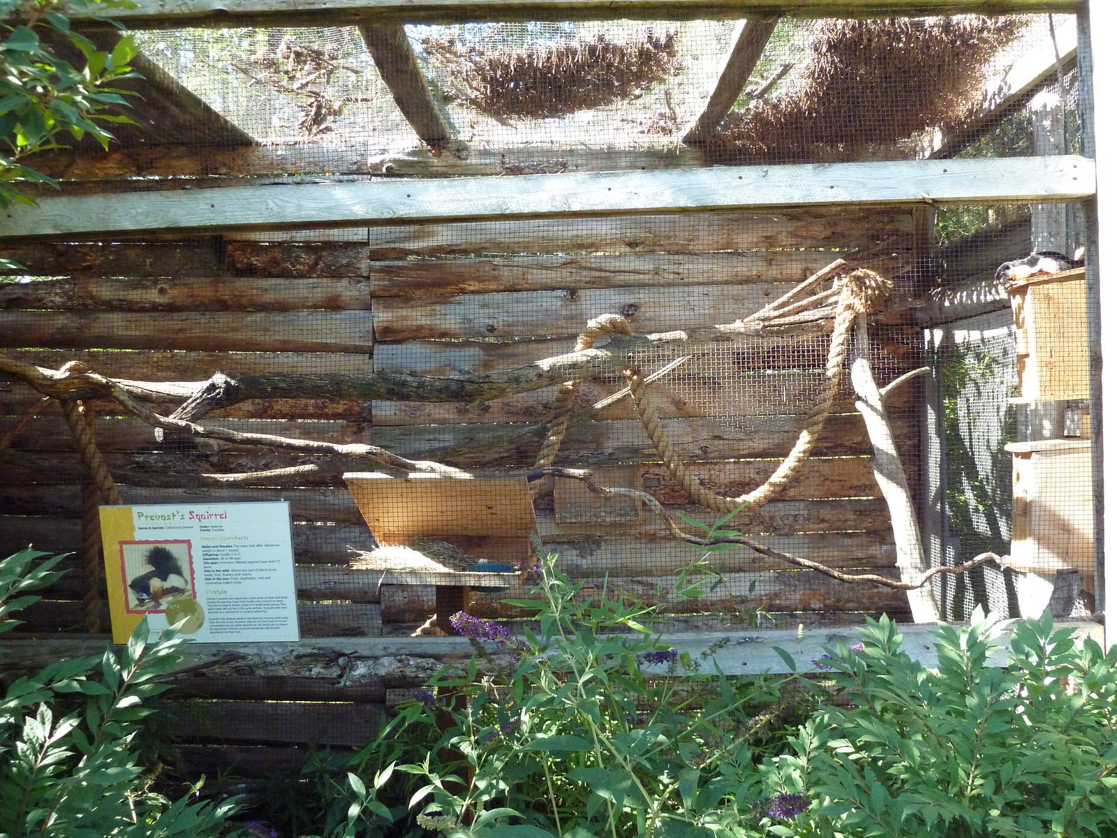 Prevost's Squirrel Exhibit