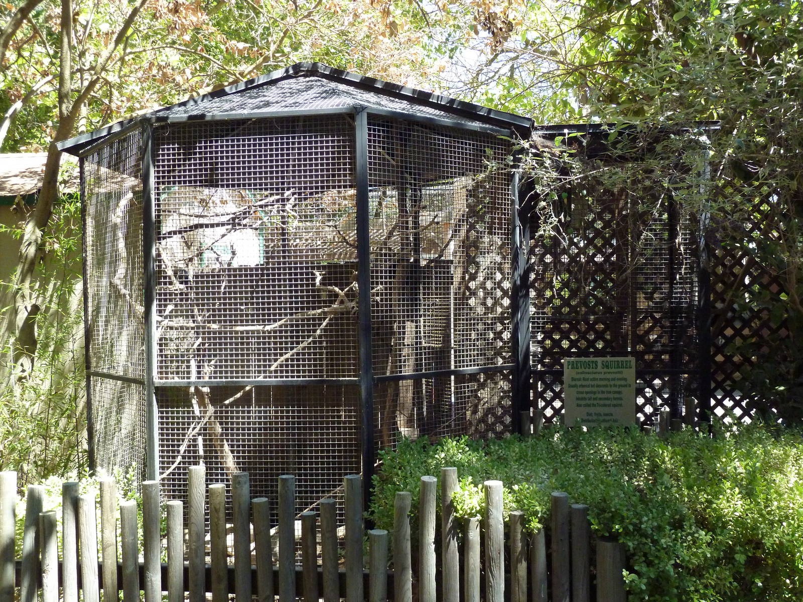 Prevost's Squirrel Exhibit