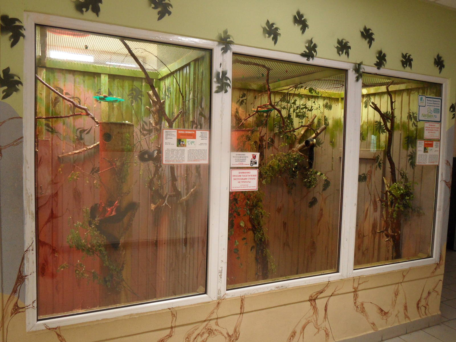 Prevost's squirrel exhibit