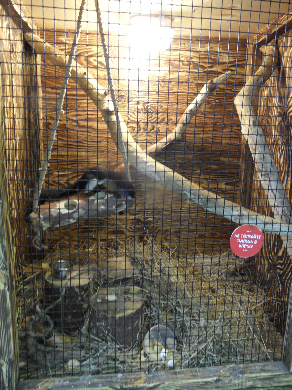 Prevost's squirrel exhibit