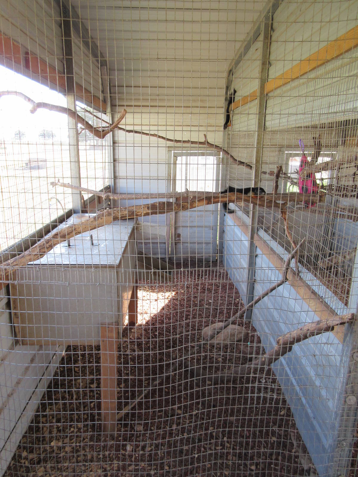 Prevost's Squirrel Exhibit