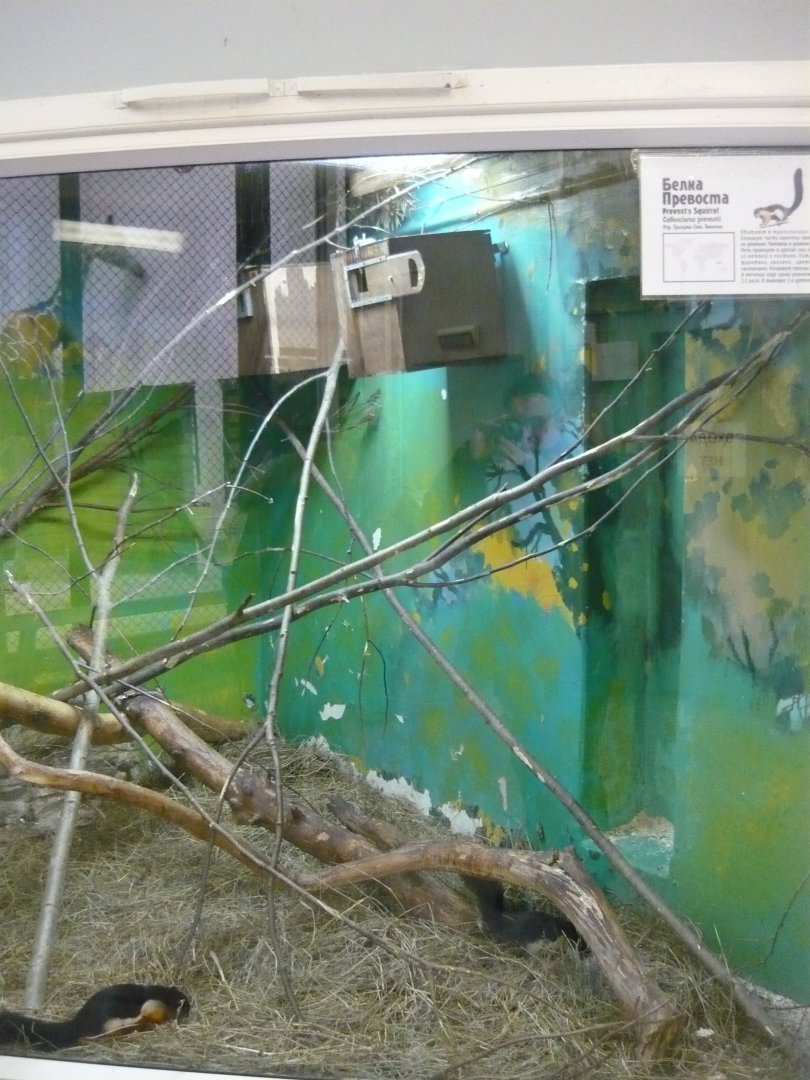 Prevost's squirrel exhibit