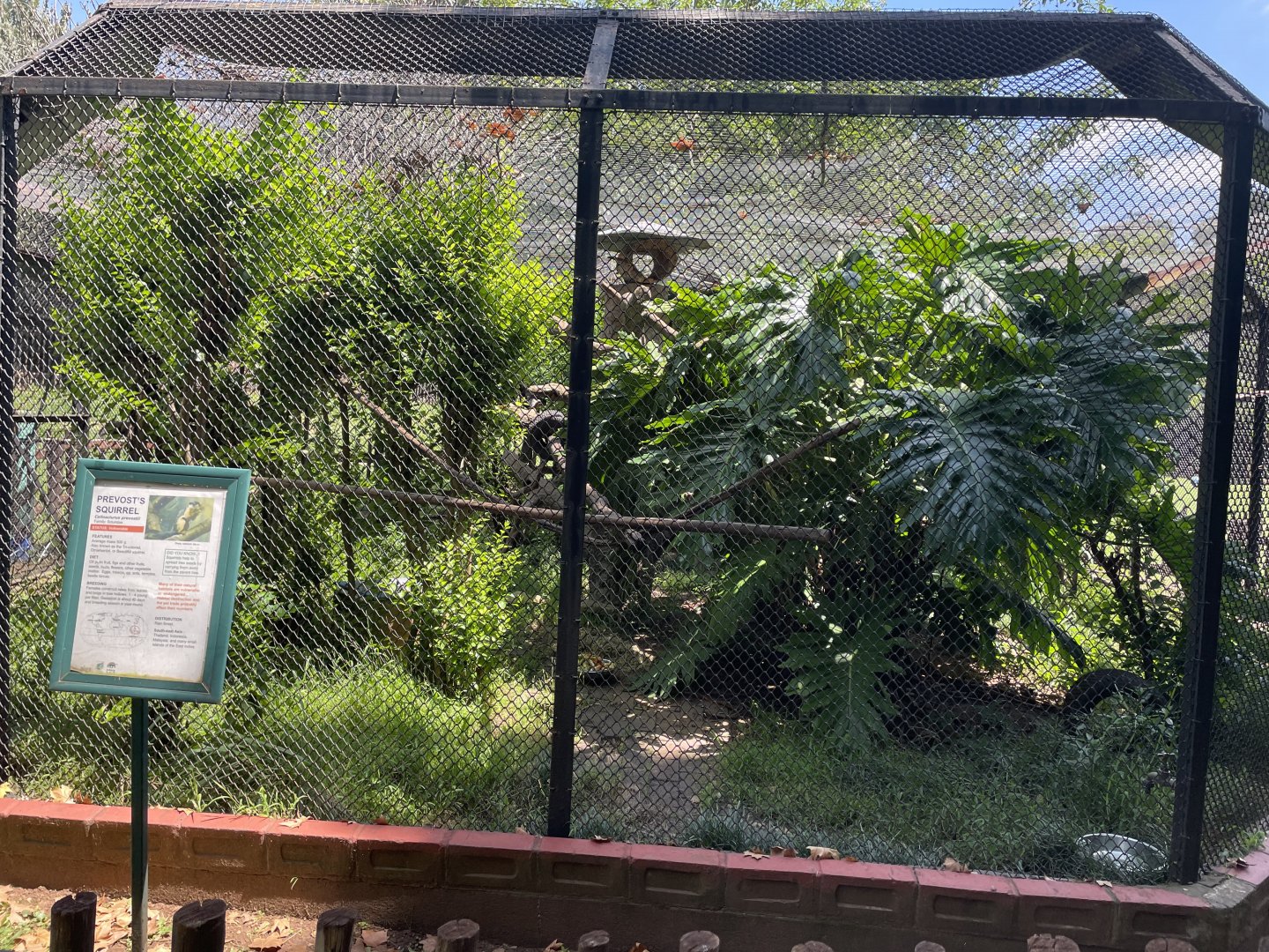 Prevost's squirrel Exhibit