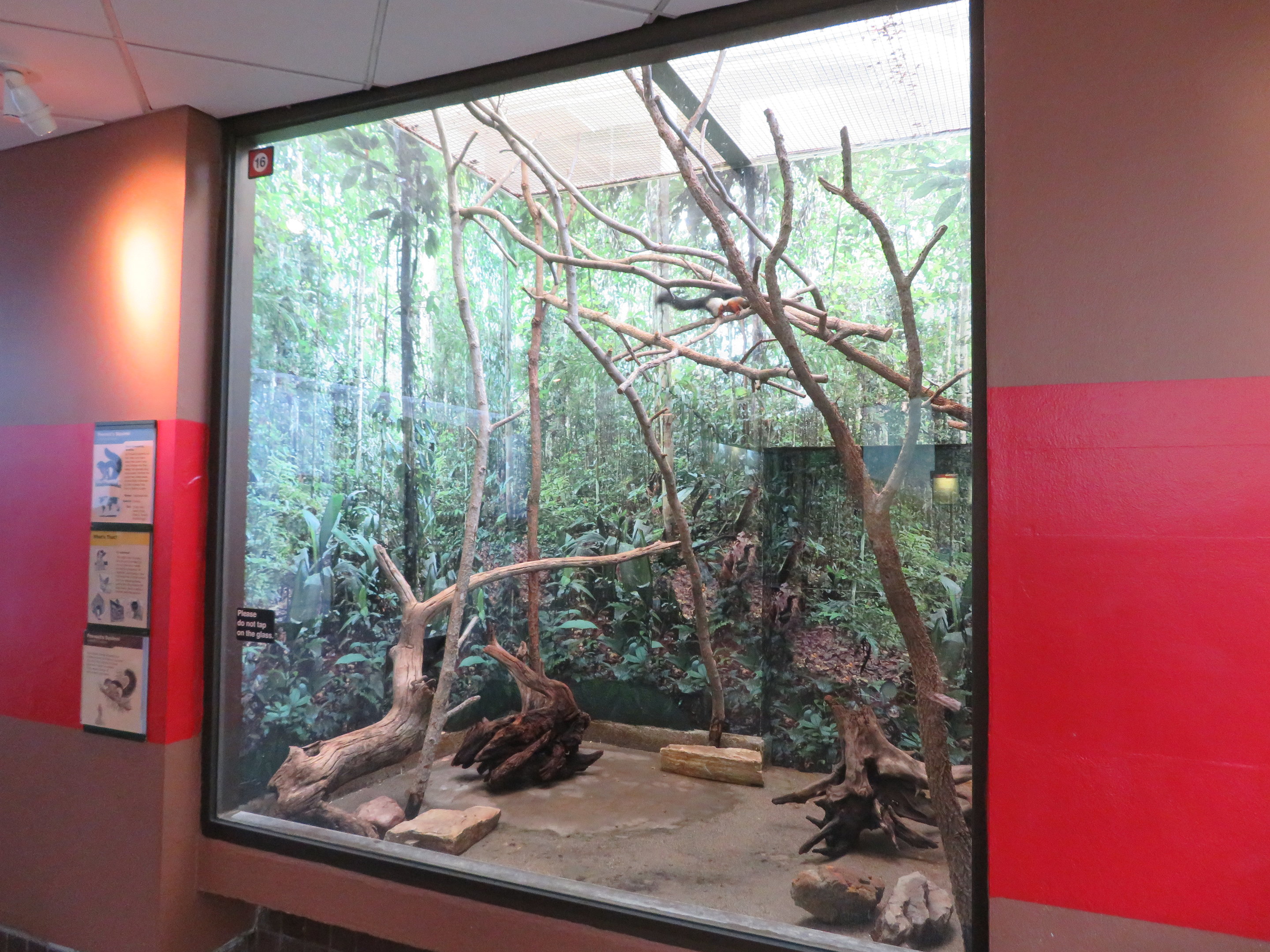 Prevost's Squirrel Exhibit