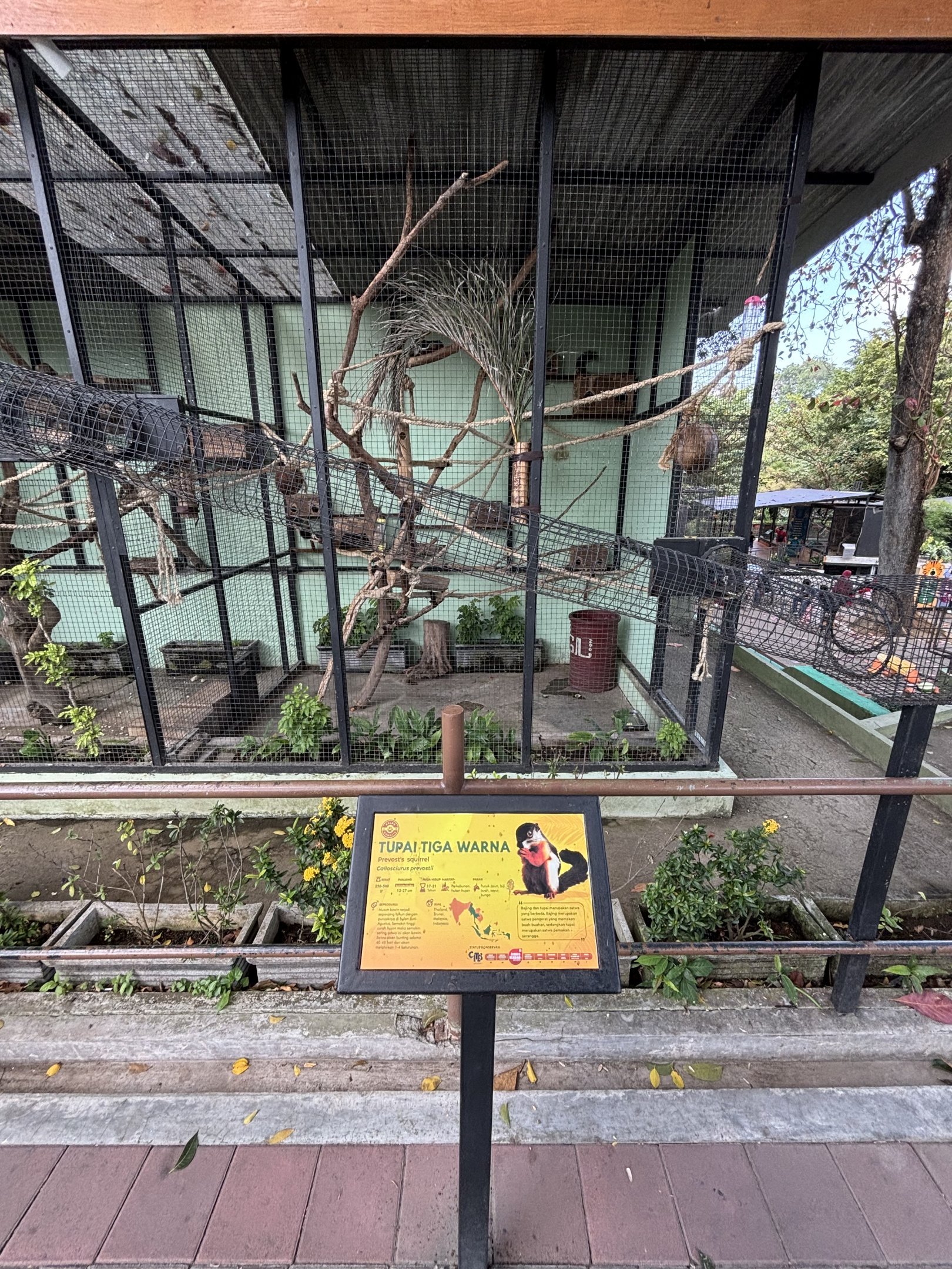 Prevost’s Squirrel Exhibit