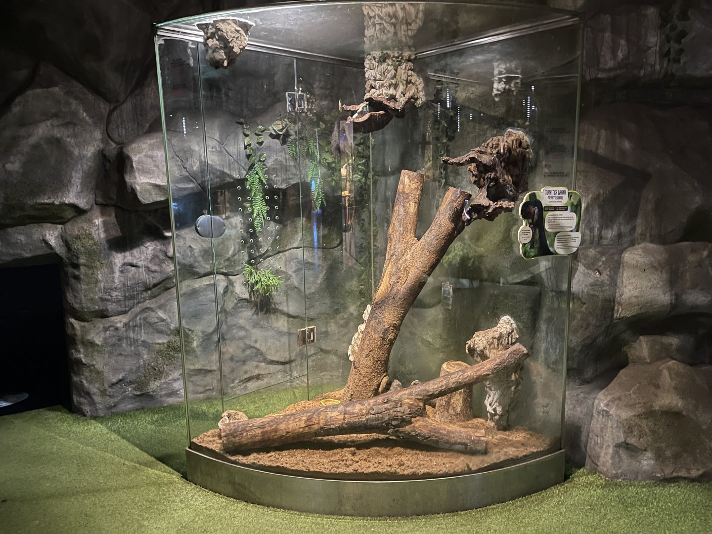 prevost’s squirrel exhibit