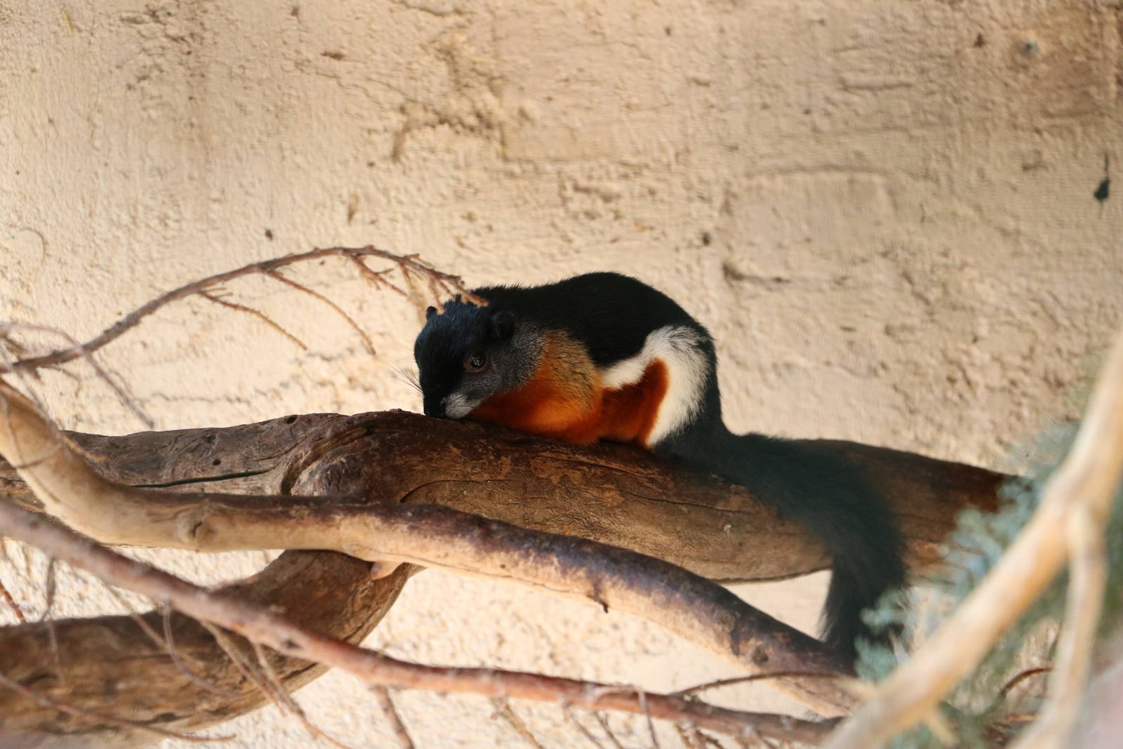 Prevost's squirrel, February 2016