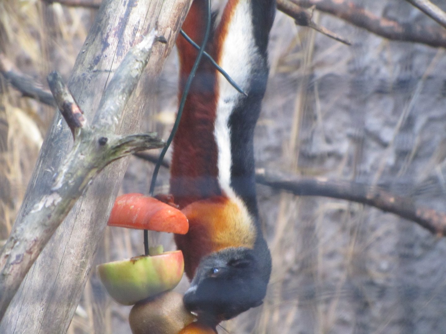 Prevosts Squirrel Feeding