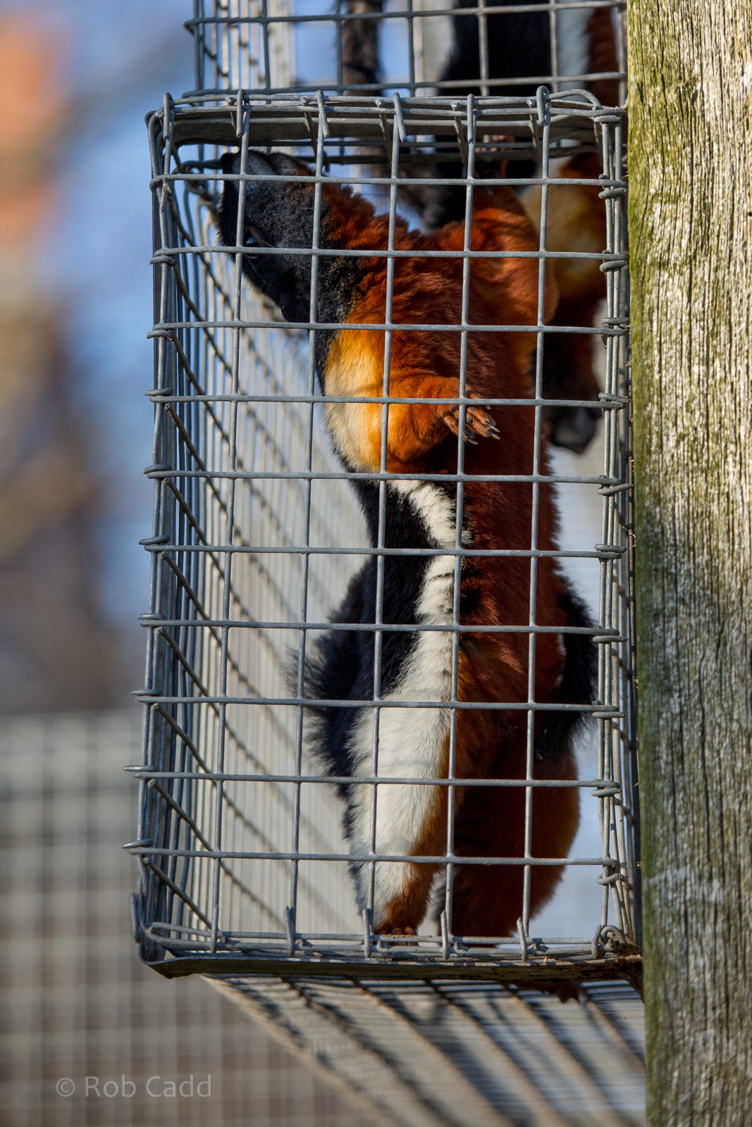 Prevosts squirrel : Hamerton : 31 Dec 2014