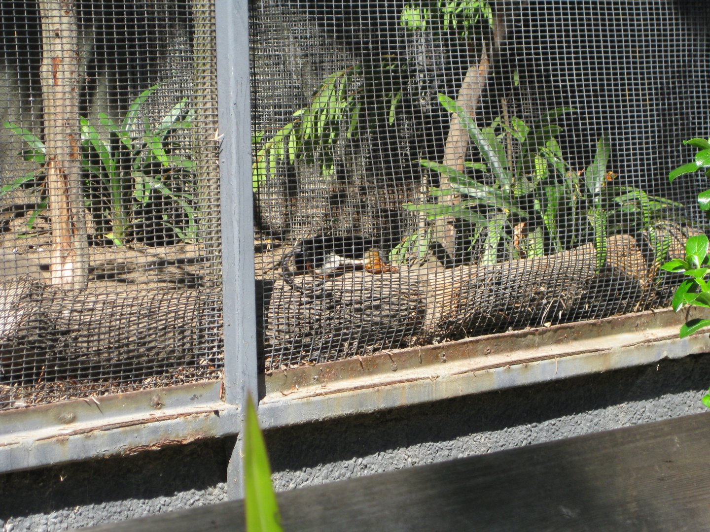 Prevost's squirrel in bird short string