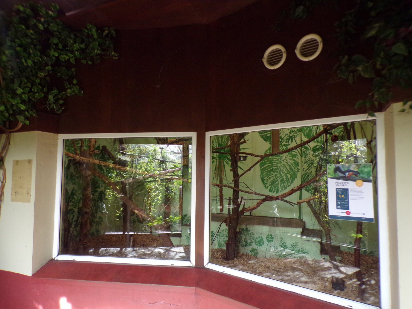 Prevost’s squirrel indoors 16.9.24