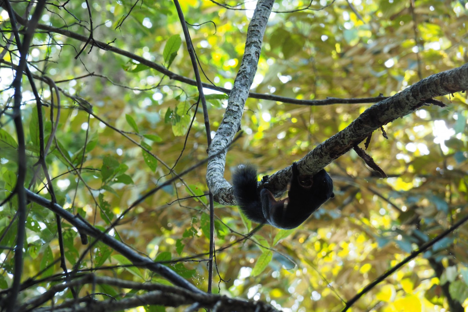 Prevost's Squirrel - Kinabatangan River, Sabah, Borneo