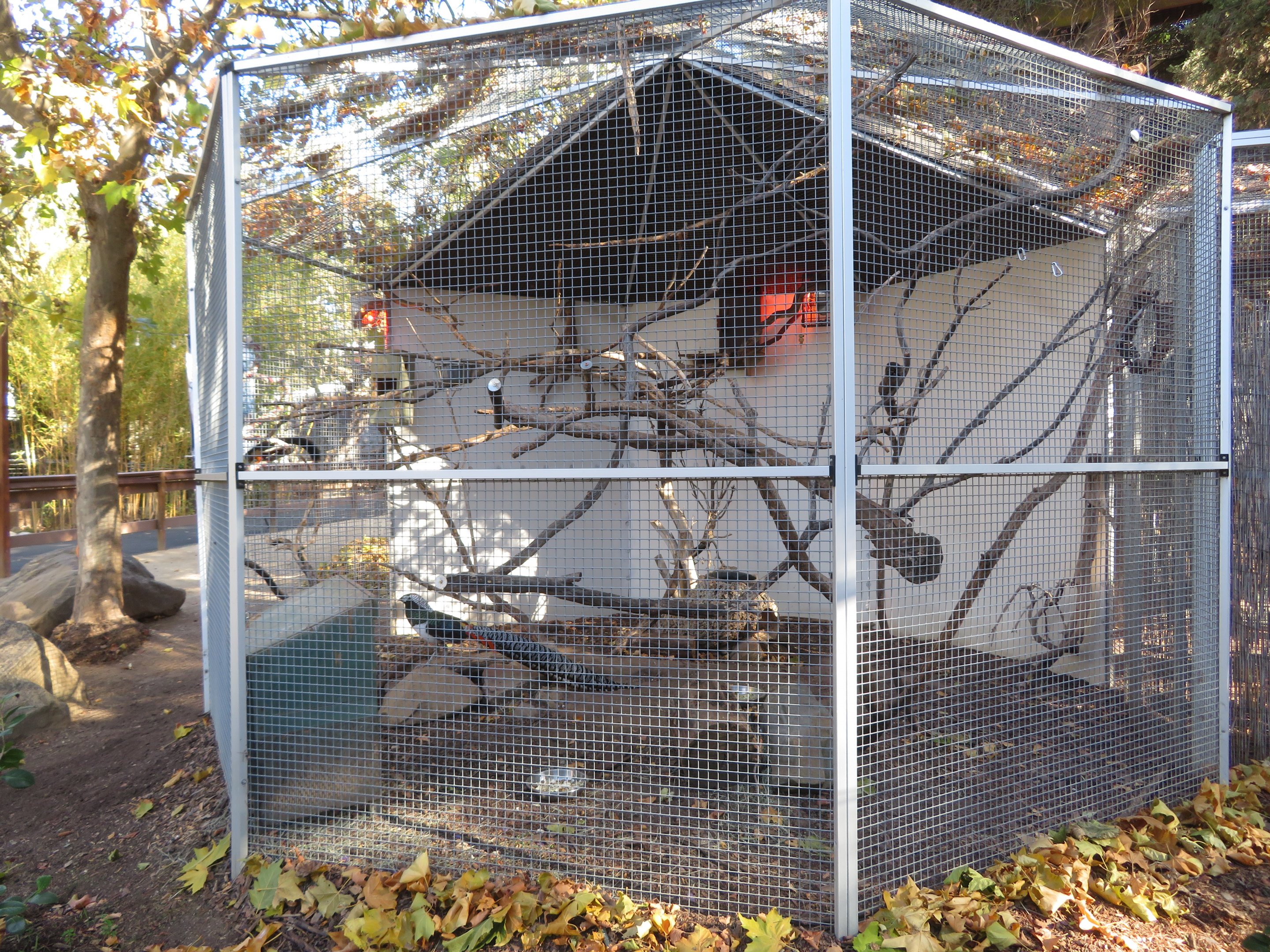 Prevost's Squirrel/Lady Amherst's Pheasant Exhibit