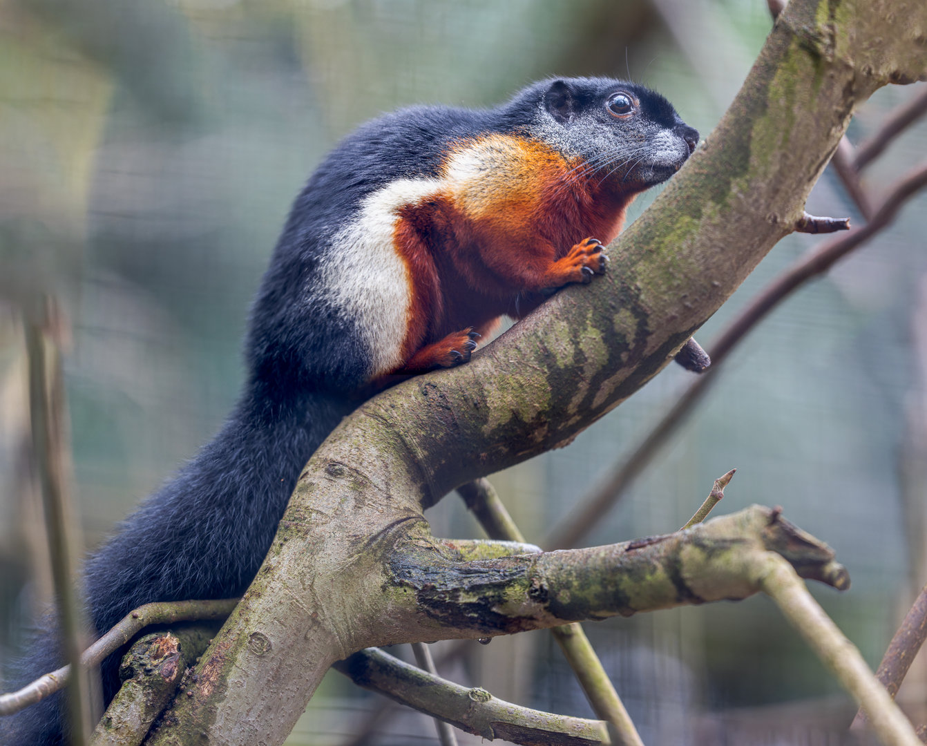 Prevost's squirrel / Newquay Zoo / 16-3-23